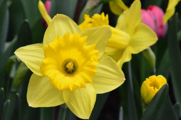 洋水仙和水仙有什么區(qū)別，最主要的5個區(qū)別