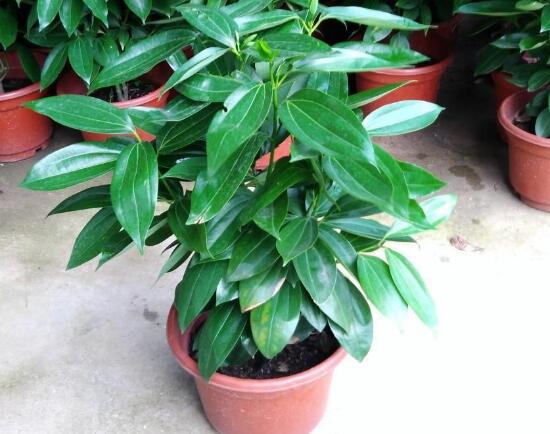 平安樹爛根還有救嗎，平安樹爛根了怎么辦