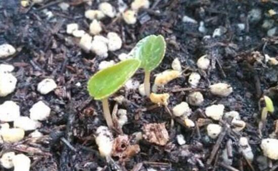 仙客來可以扦插嗎，仙客來的繁殖方法