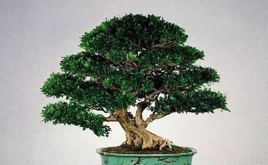 九里香盆栽的養(yǎng)殖方法，老農(nóng)總結(jié)五點最實用的養(yǎng)殖方法