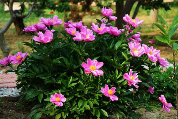 芍藥花的功效與作用，觀賞、藥用以及食用價值