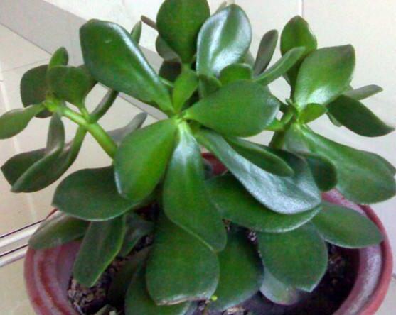 盆栽燕子掌的養(yǎng)殖方法，教你八大基本方法可生長的青翠碧綠