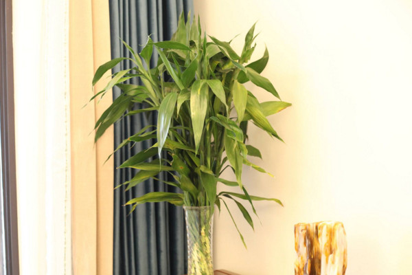 富貴竹葉子發(fā)黃怎么辦