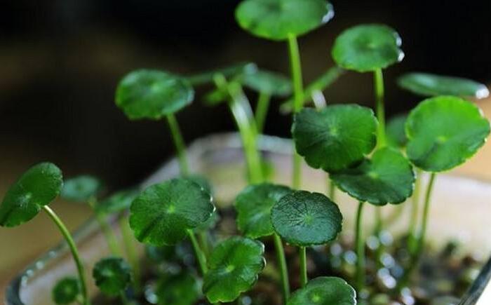 銅錢草怎么種，銅錢草土養(yǎng)的方法步驟