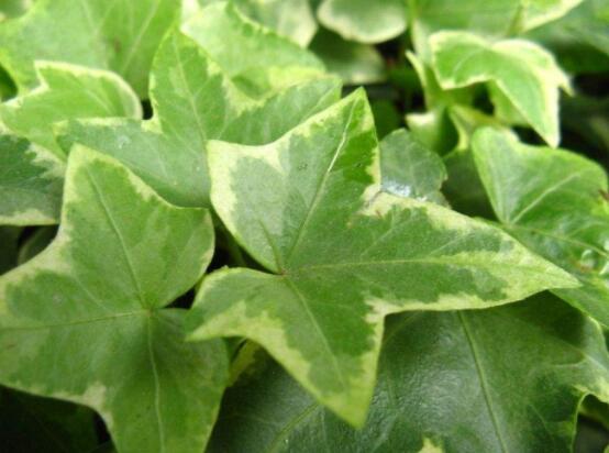 常春藤葉子干枯怎么辦，做好這五點即可恢復生機