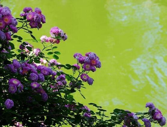 紫色薔薇花圖片，紫色薔薇花代表禁錮的愛情