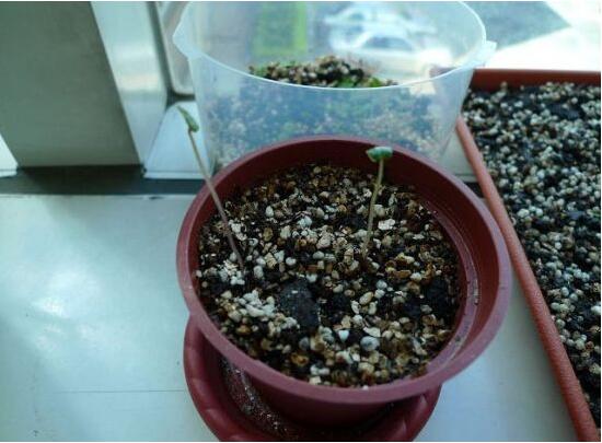 仙客來(lái)種子圖片，仙客來(lái)種子怎么種