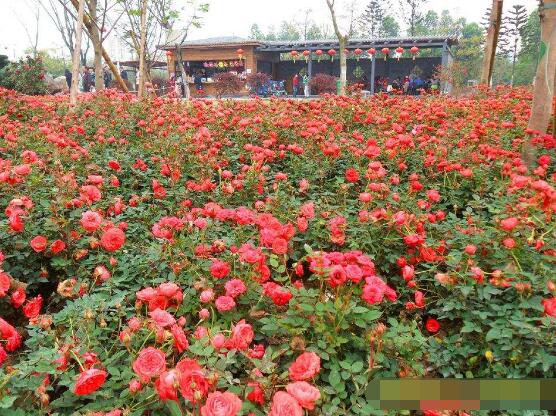 薔薇花什么時候開，薔薇花在每年5-9月開花