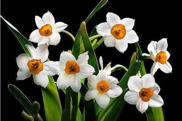 水仙冬天能開花嗎，夏眠秋長(zhǎng)，冬春開花