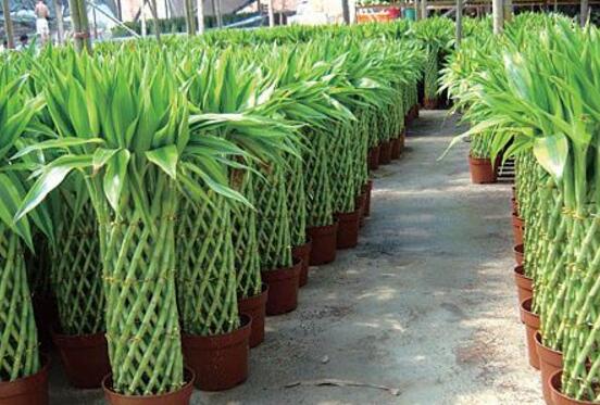 盆栽富貴竹怎么養(yǎng)，教你七個(gè)方法養(yǎng)的青翠怡人