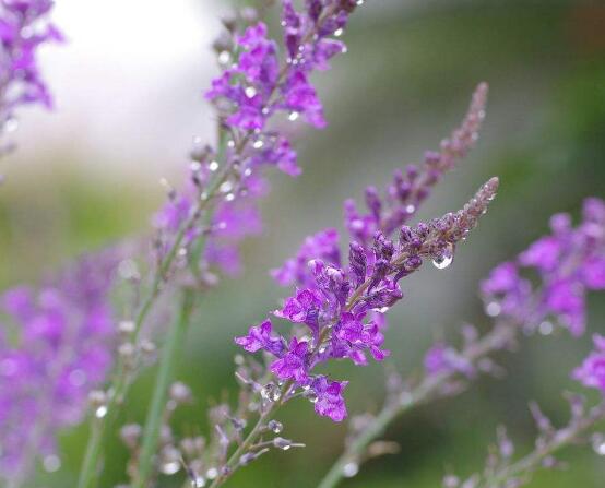 薰衣草的花語是什么，代表著心心相印、愛情的等待