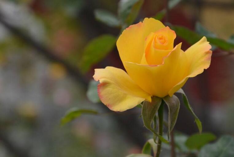 月季花可不可以泡茶，可以喝/但是要注意這些禁忌