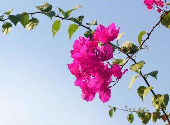 三角梅可以水培嗎，三角梅水培方法和注意事項(xiàng)