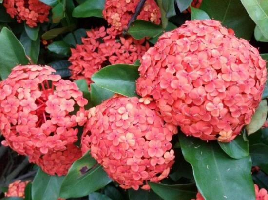 繡球為什么老是蔫葉子，四種原因以及解決辦法