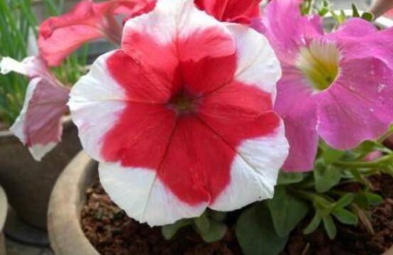 牽?；ㄔ趺辞げ澹瑺颗；ㄇげ宸椒? src="/zhiwu/d/file/p/2019/05-27/d830d6a1f22dbac5d06cacffa02432f9.jpg" style="width: 553px; height: 404px;" / data-mZm4="6haWKW"></p>
<p data-IIJe="0VqbuR">
	<strong data-HhpW="ke10xM">4、</strong>再是將插蕙插到圃地或裝盆中，可深2-3厘米，株行距4-6厘米。如若在室內扦插，應放在散射光處，并保持溫度在18-20度，其光照時間不能少于12小時，大約15天后就可以生根。</p>
<p style="text-align: center;" data-z1Cv="AEWBZ6">
	<img alt=