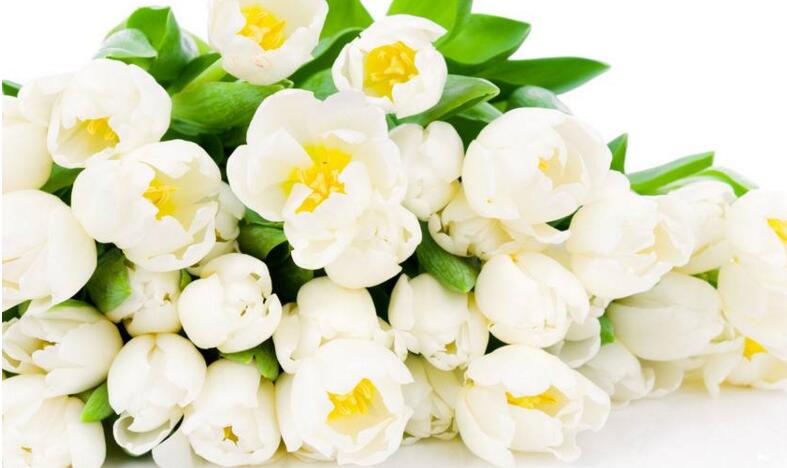 郁金香花語是什么意思，顏色不同含義也就不同