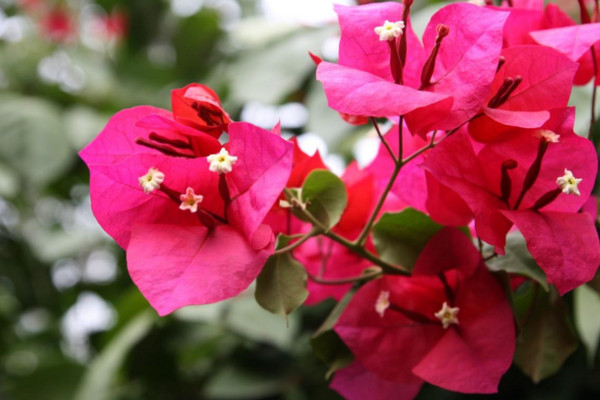 三角梅扦插時間和方法，可在春秋兩季扦插