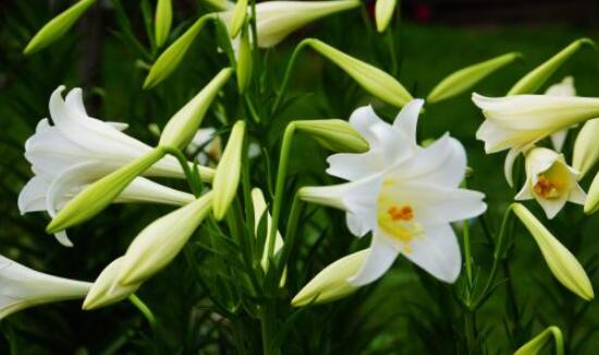 香水百合的寓意是什么，夫妻恩愛、百年好合(美好)