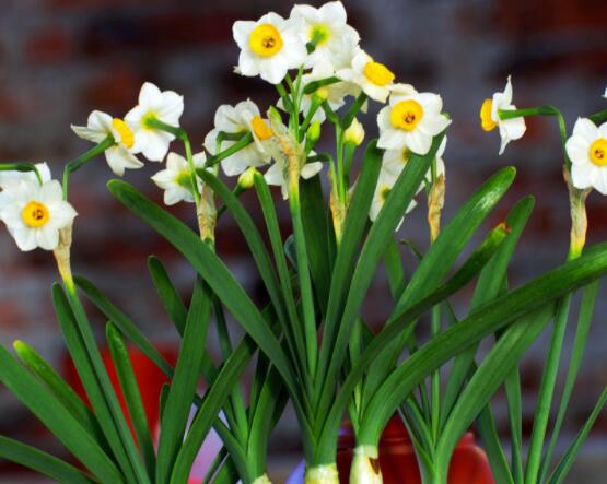 仙花的栽培技術(shù)，擇八厘米以上鱗莖/疏松透氣土壤與紫砂盆