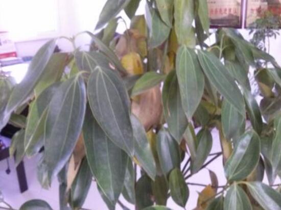 平安樹葉子發(fā)黃怎么辦，教你五個(gè)步驟來挽救