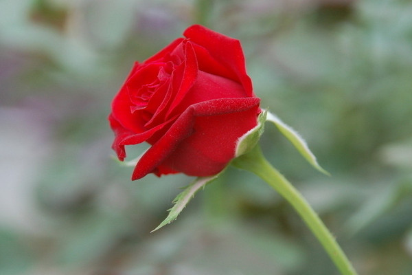 玫瑰和月季的區(qū)別