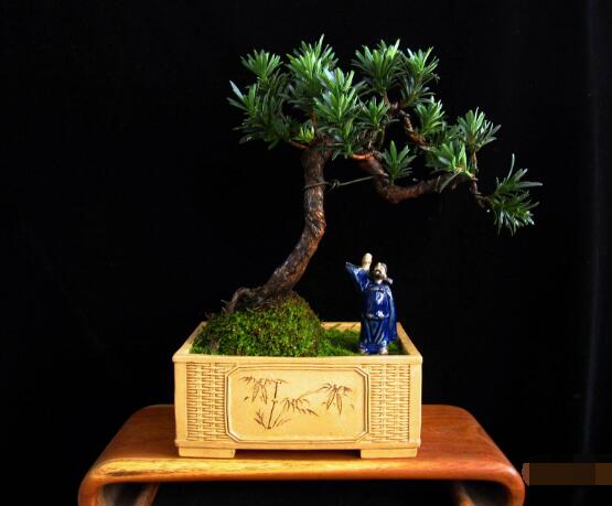 羅漢松施什么肥好，羅漢松施餅肥、糞肥最好