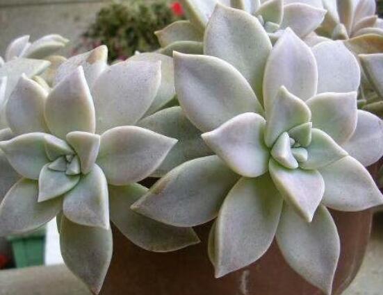 寶石花應(yīng)該怎么養(yǎng)，只要全面掌握五個要點生長無憂