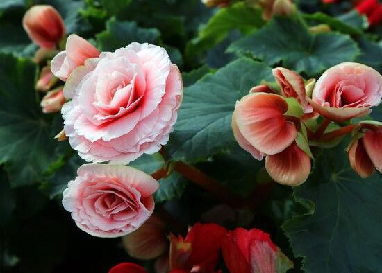 麗格海棠花的養(yǎng)殖方法，老總總結(jié)出最實(shí)用六大基本步驟