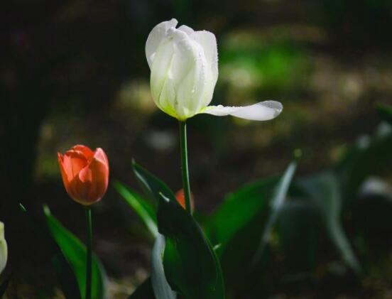 郁金香莖短花小是怎么回事，解析最全面的三種原因