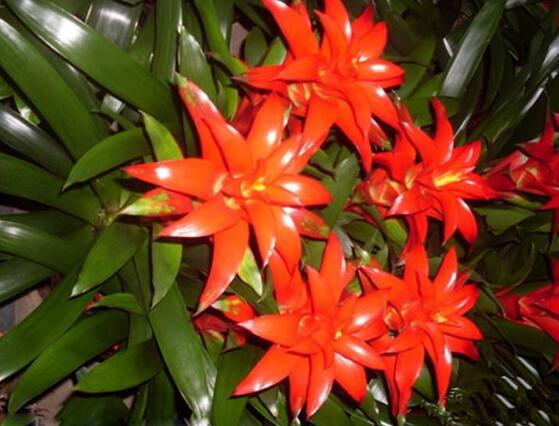 鴻運(yùn)當(dāng)頭會(huì)開(kāi)花嗎，鴻運(yùn)當(dāng)頭養(yǎng)殖2-3年會(huì)開(kāi)花