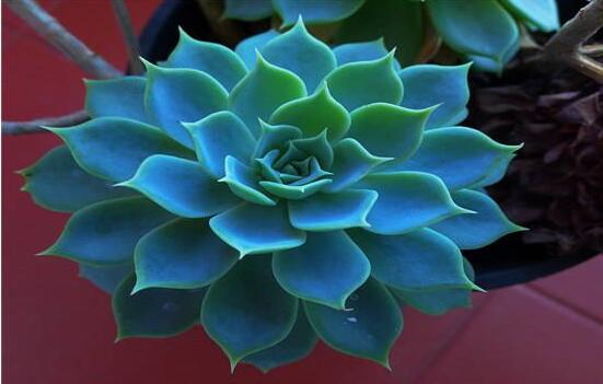 寶石花怎么澆水，不同季節(jié)不同澆水量(控水為主)