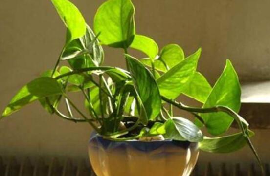 怎樣種植綠蘿，老農(nóng)總結(jié)最簡(jiǎn)單兩種種植方法(水培與土培)