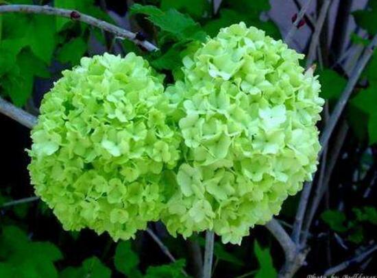 繡球花葉子發(fā)黃原因，繡球花葉子發(fā)黃怎么辦