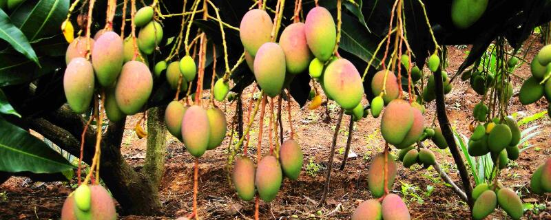 芒果長(zhǎng)什么樣