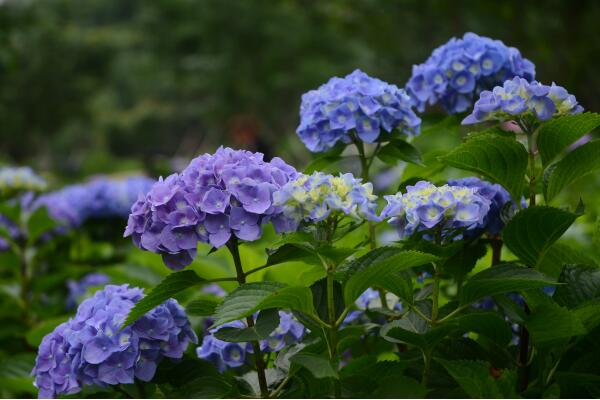 繡球花扦插方法圖解，詳解繡球花扦插繁殖步驟