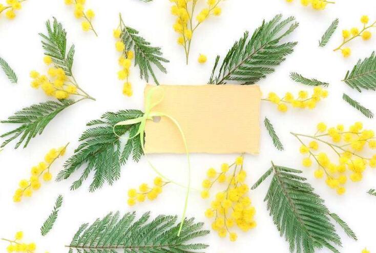 含羞草葉子干了怎么辦，及時(shí)查看是否有病蟲(chóng)害