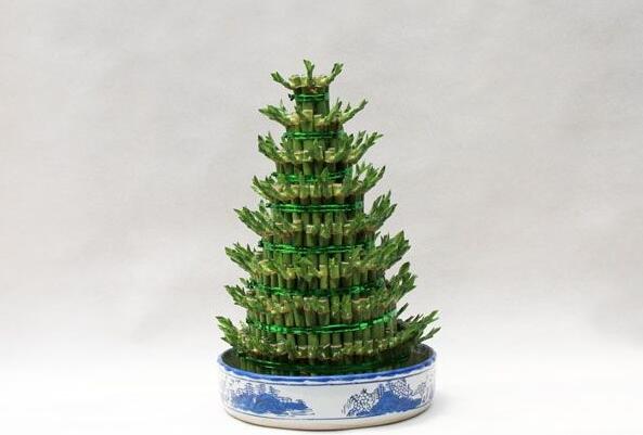 富貴竹怎么養(yǎng)，水培時一定要注意營養(yǎng)的補給