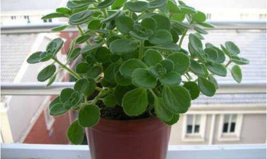 碰碰香有毒嗎，碰碰香一碰就芳香怡人