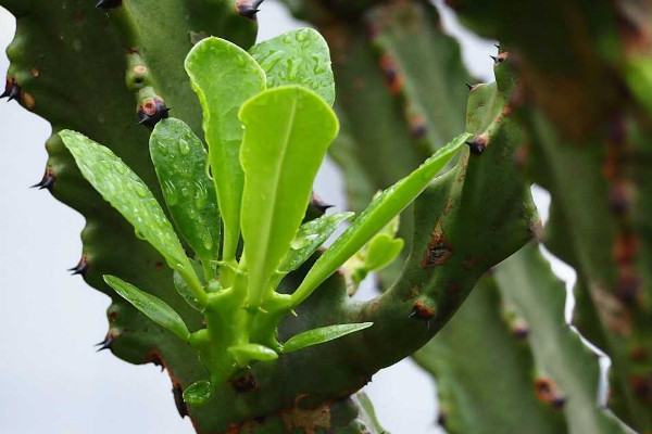 霸王鞭與量天尺區(qū)別，品種不同/毒性大小差異等