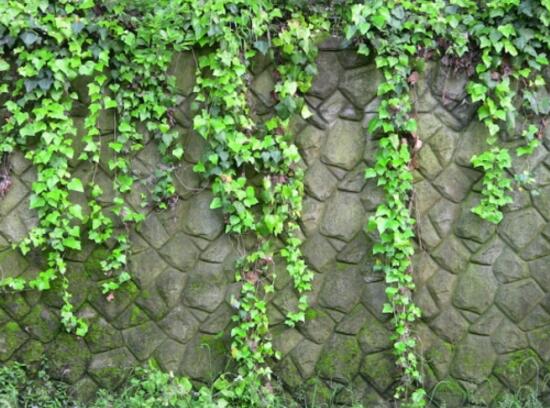 常春藤怎么澆水，常春藤多久澆一次水