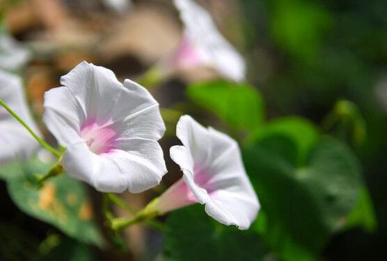 牽?；麊?，提升家運(yùn)，招財(cái)納氣