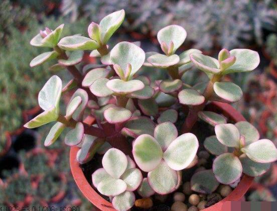 雅樂(lè)之舞為什么不紅，做好合適盆土/保持充足光照