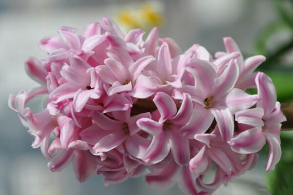 風(fēng)信子可以放在臥室養(yǎng)嗎，不建議在臥室養(yǎng)殖（會(huì)造成多種不適）