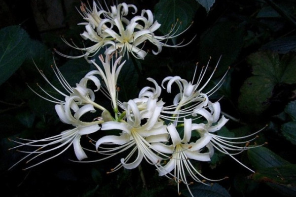 曼陀羅華是彼岸花嗎，名稱相近但不是同一種類