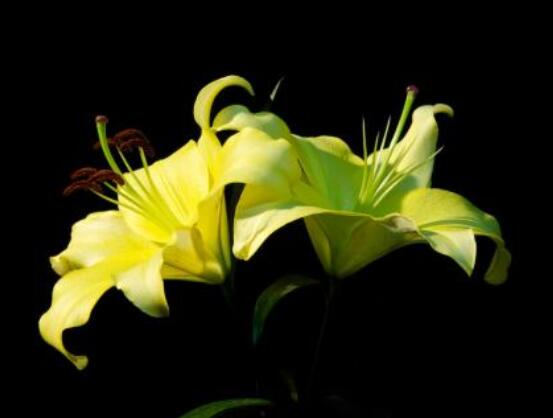 香水百合的寓意是什么，夫妻恩愛、百年好合(美好)