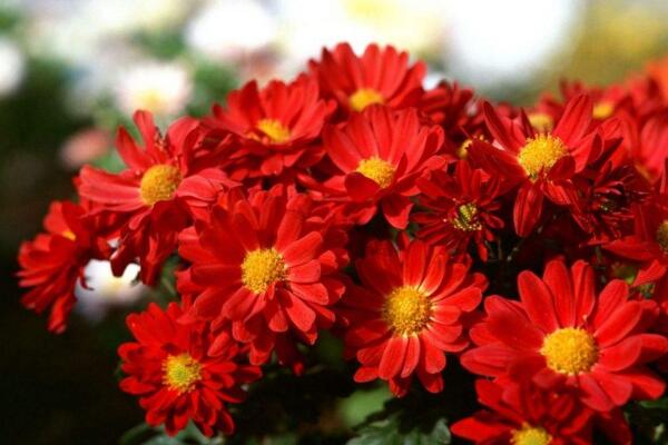 菊花能放在室內(nèi)嗎，可以放室內(nèi)但要保證光照以及通風(fēng)