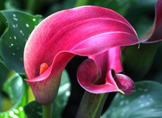 荷蘭馬蹄蓮的養(yǎng)殖方法，做好六個要點生長碧綠宜人