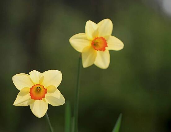 洋水仙的繁殖方法，播種與分球兩種繁殖方法