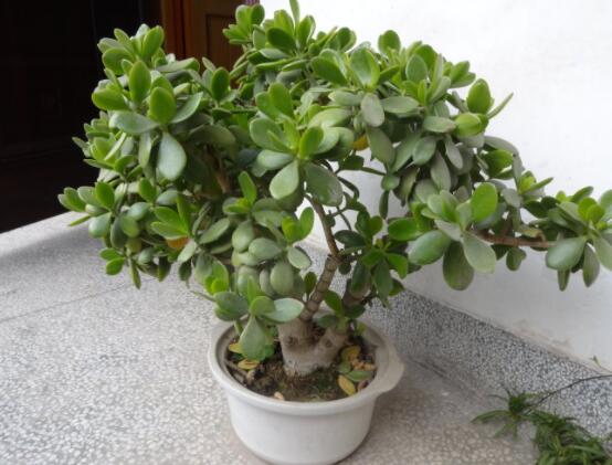 燕子掌葉片發(fā)軟怎么辦，多半是澆水和盆土不當(dāng)導(dǎo)致