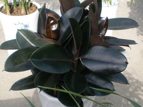 橡皮樹的汁液有毒嗎，橡皮樹適合在室內養(yǎng)嗎